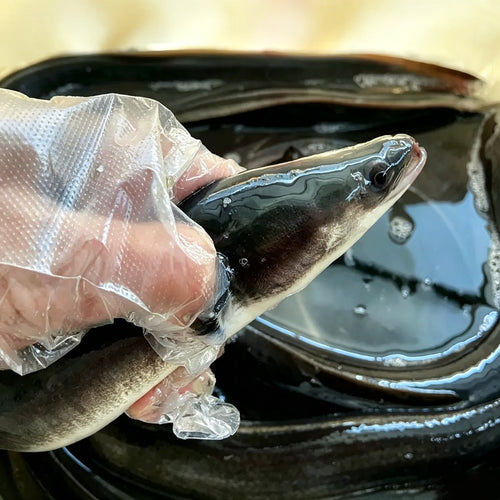 Hand holding a whole dark-skinned eel above a black tray